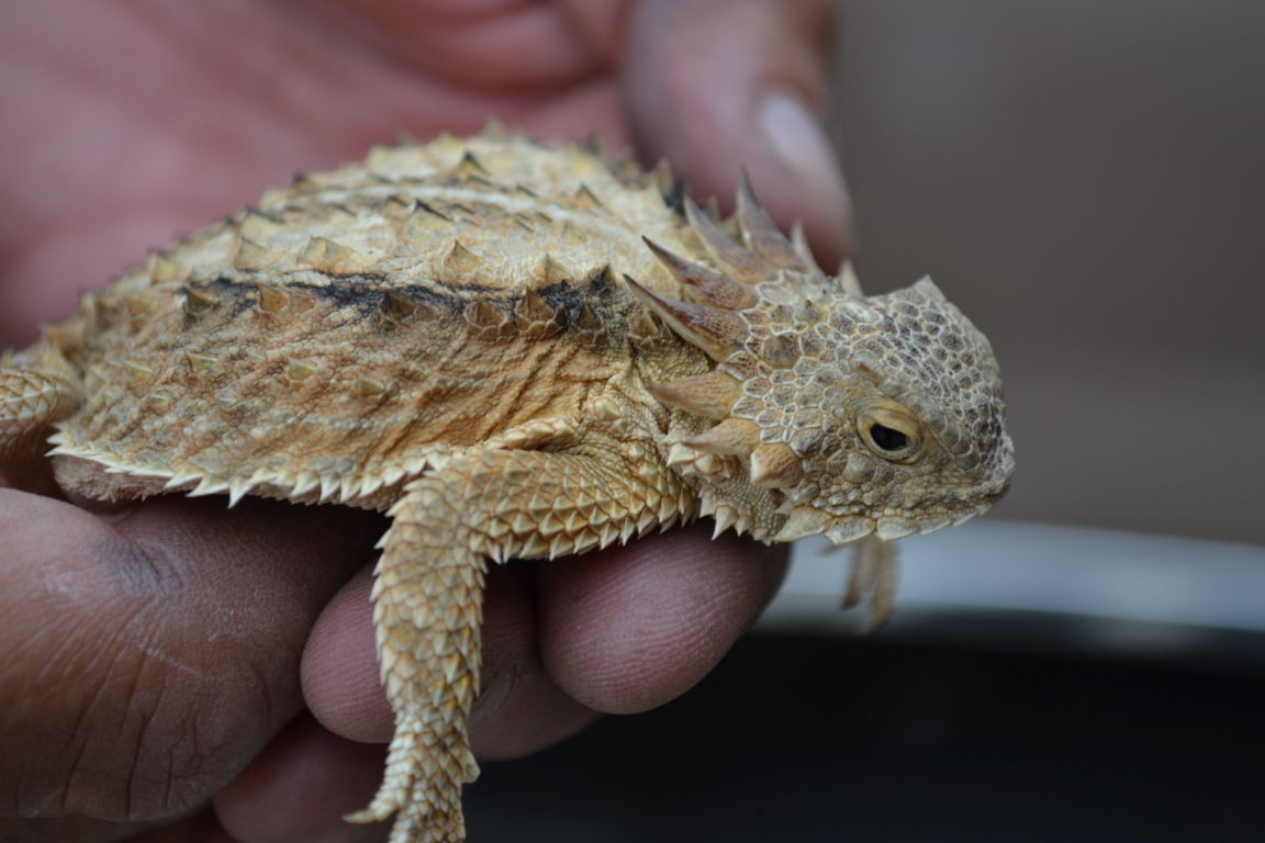 Lizard